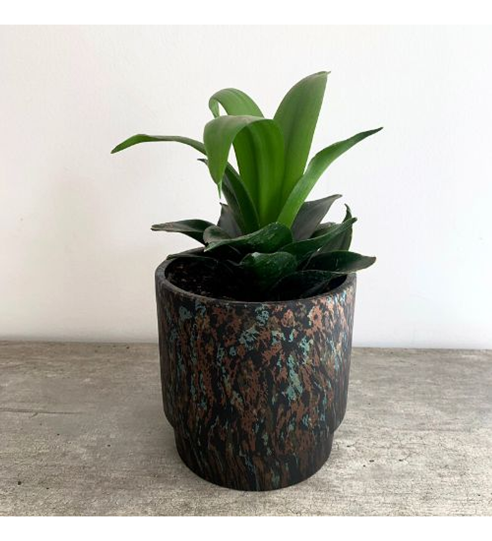 Sansevieria enana verde