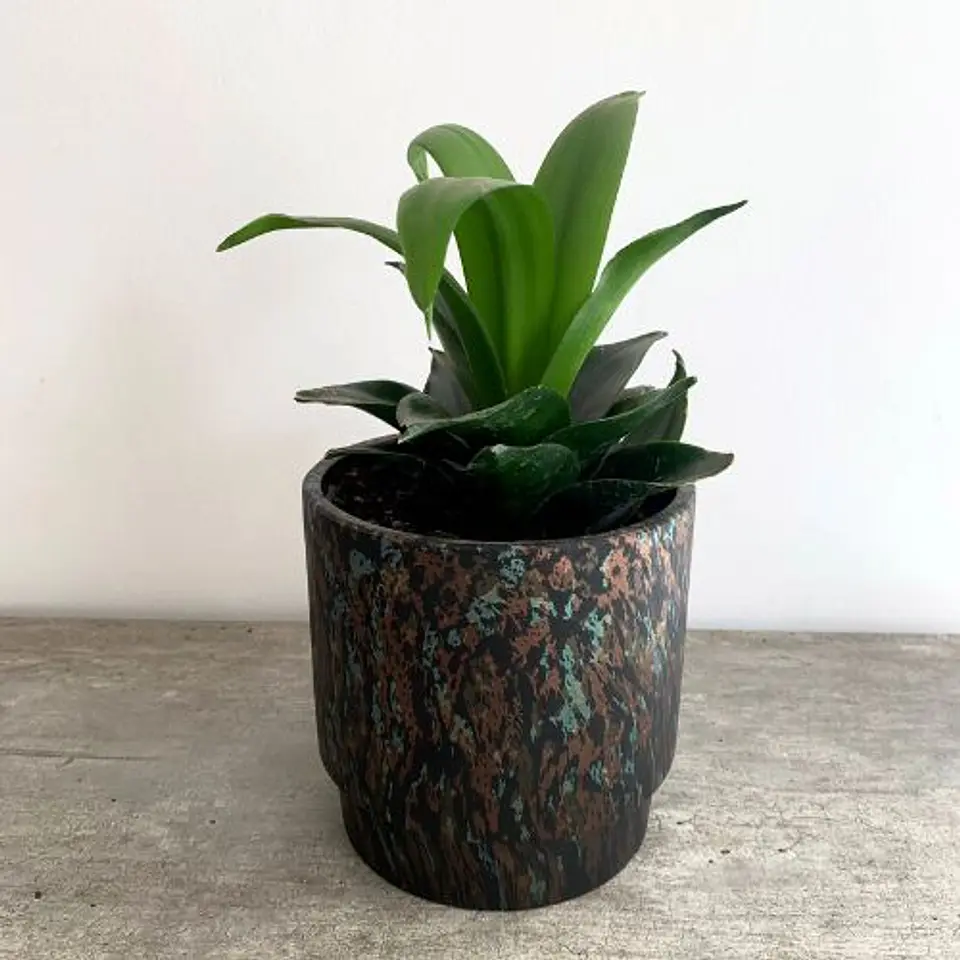 Sansevieria enana verde 3