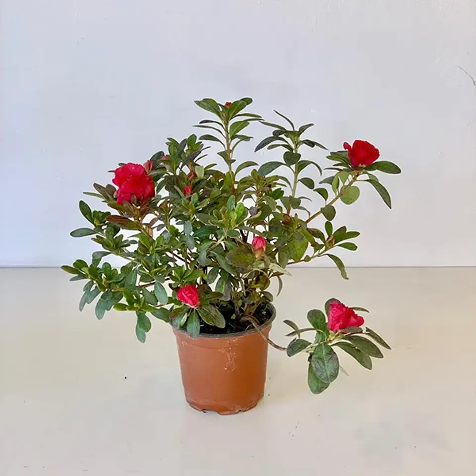 Azalea 4