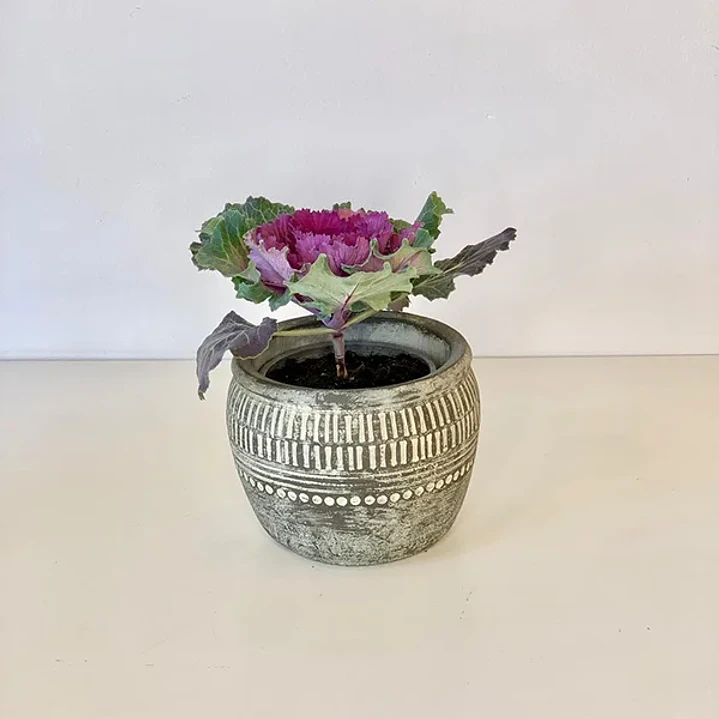 Repollo Ornamental 3