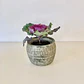 Repollo Ornamental - Miniatura 3