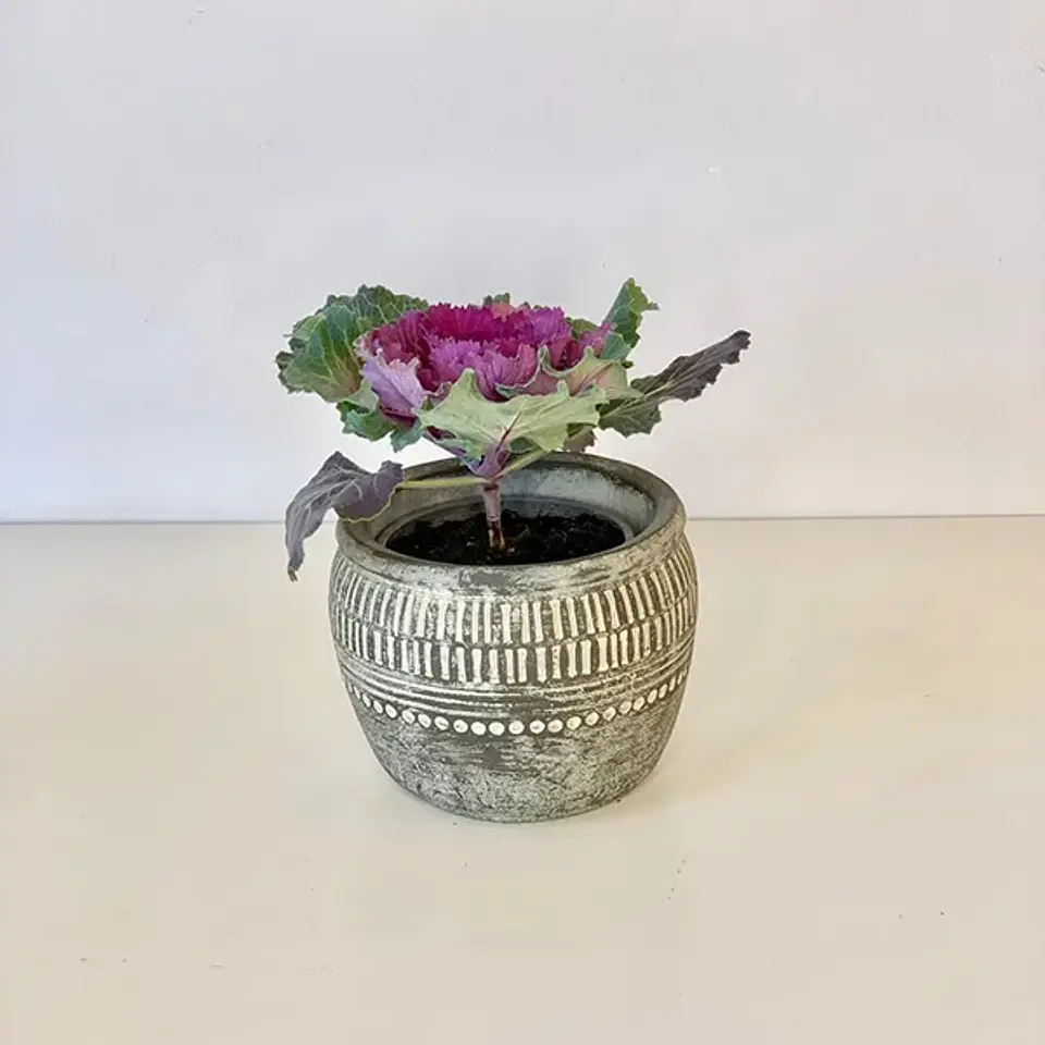 Repollo Ornamental 3