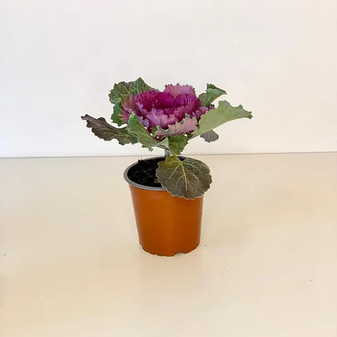 Repollo Ornamental 4