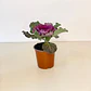 Repollo Ornamental - Miniatura 4