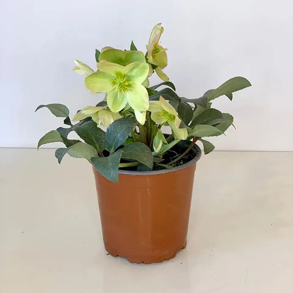 Helleborus Dacaya 2