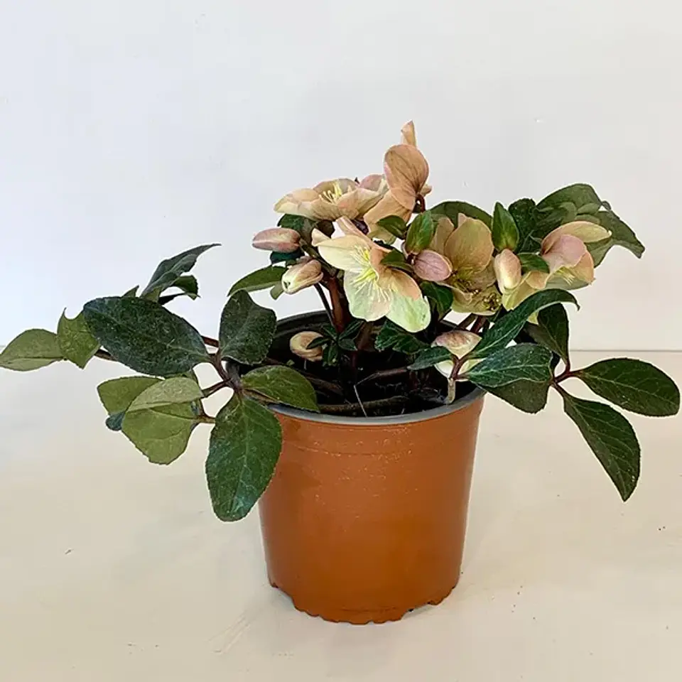 Helleborus Dacaya 1