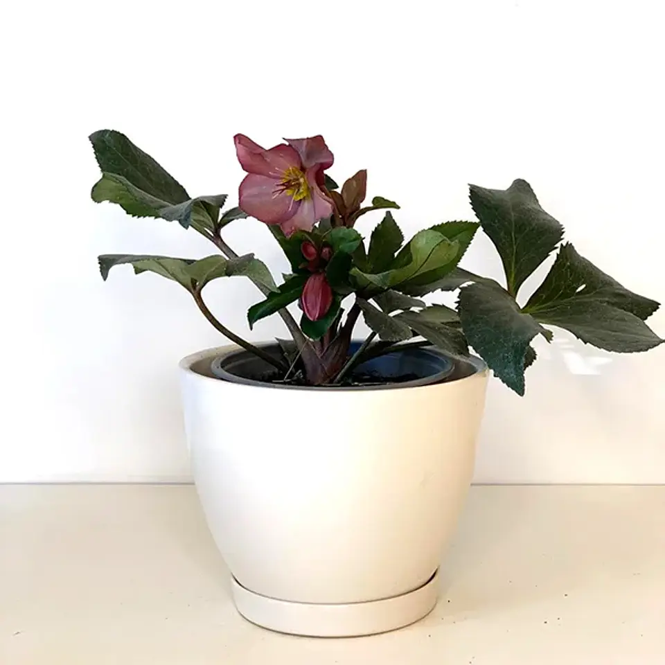 Helleborus Dacaya 3
