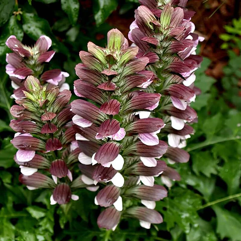 Acanthus Mollis