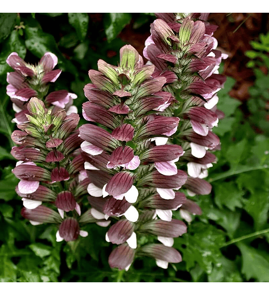 Acanthus Mollis