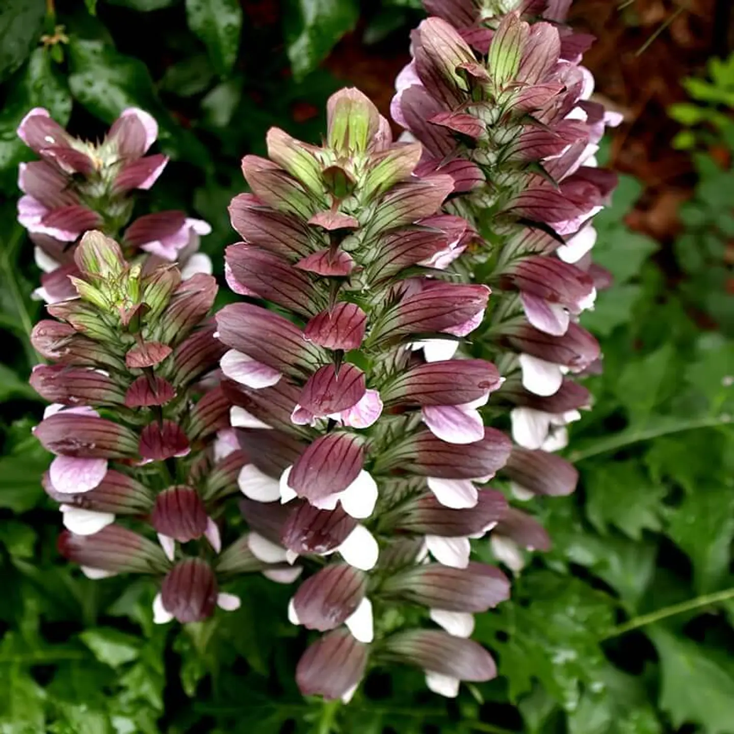 Acanthus Mollis 1