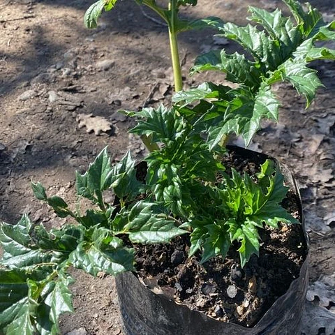 Acanthus Mollis