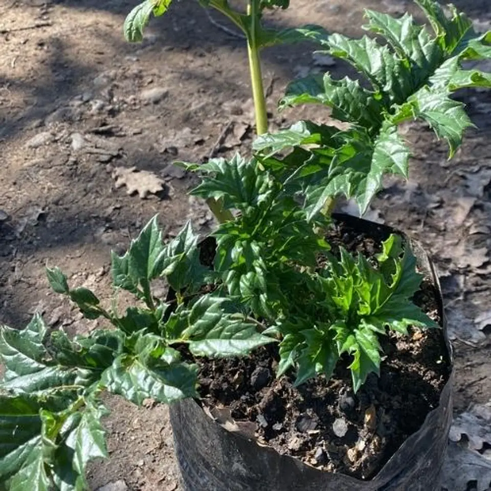 Acanthus Mollis 2