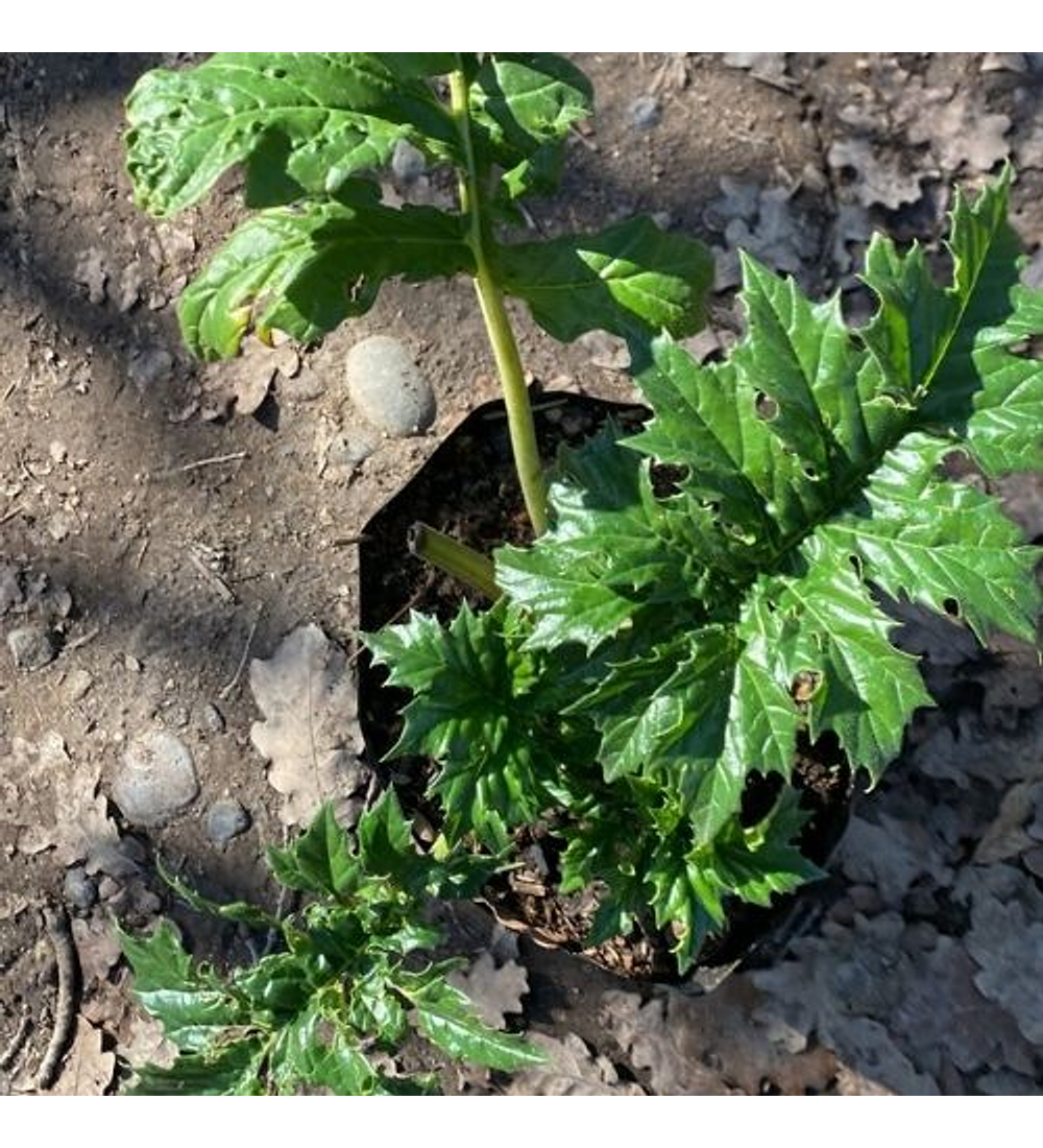 Acanthus Mollis