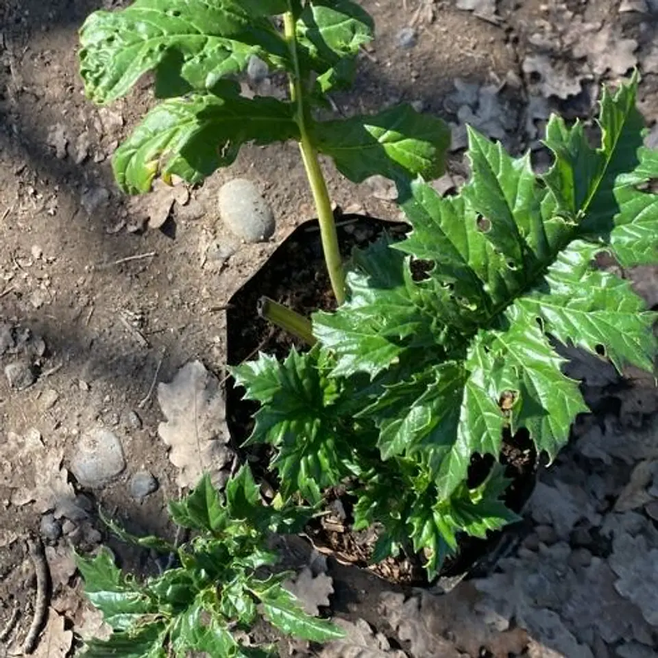 Acanthus Mollis 3