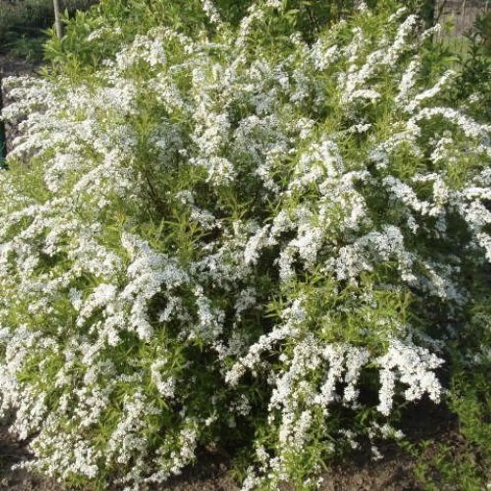Spirea Tumbergii 1