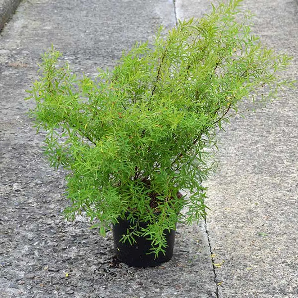 Spirea Tumbergii 2