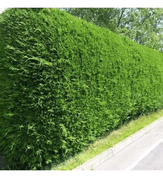 Ciprés macrocarpa por metro (2 unidades x)