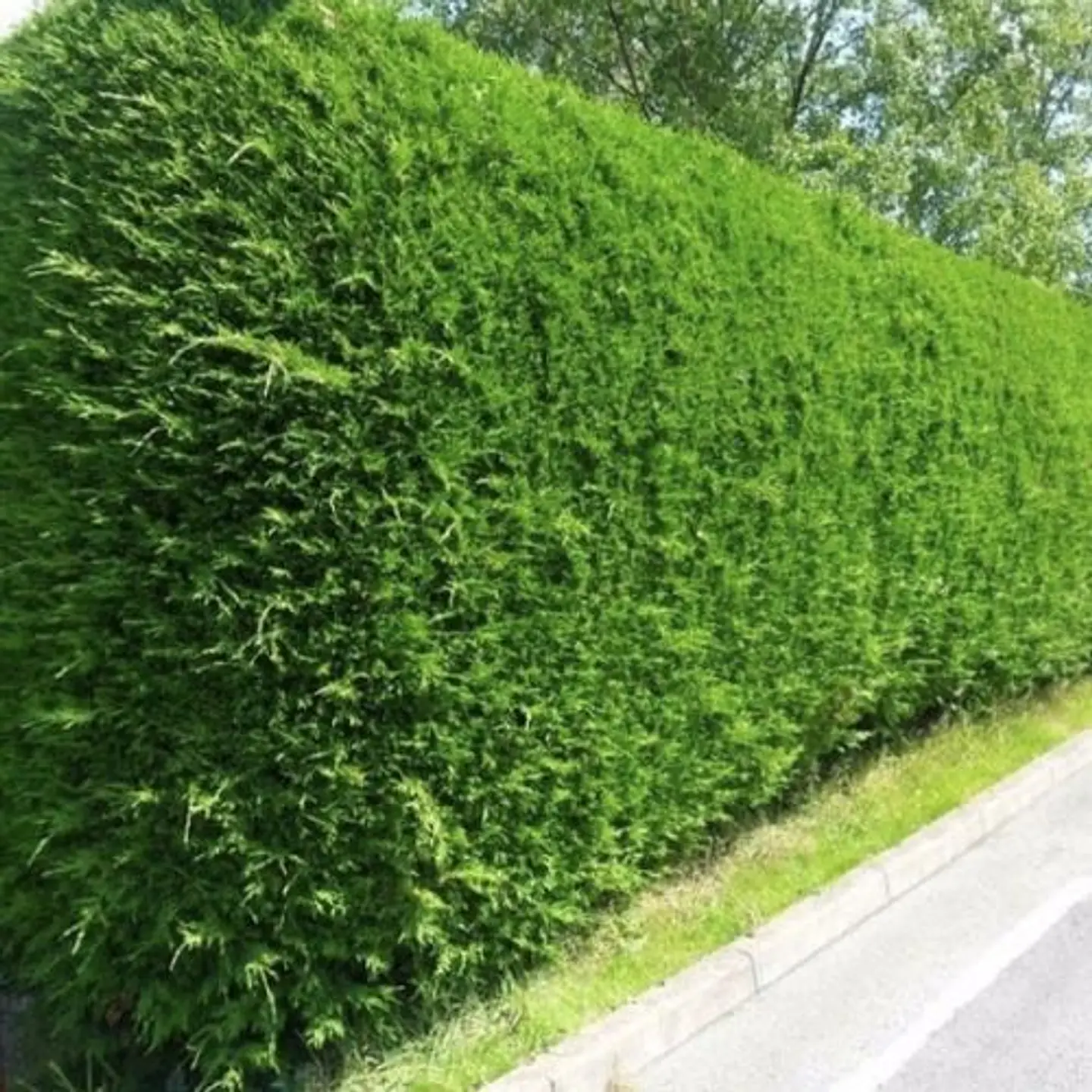 Ciprés macrocarpa por metro (2 unidades) 1