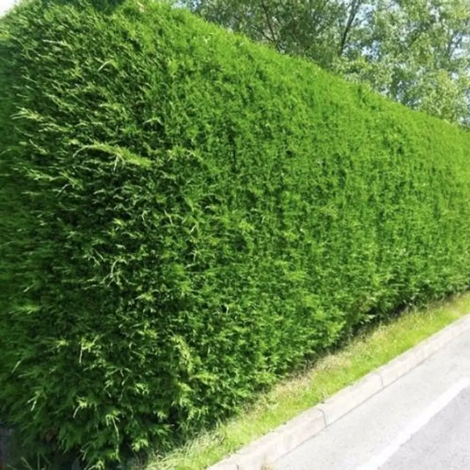 Ciprés macrocarpa por metro (2 unidades) 1
