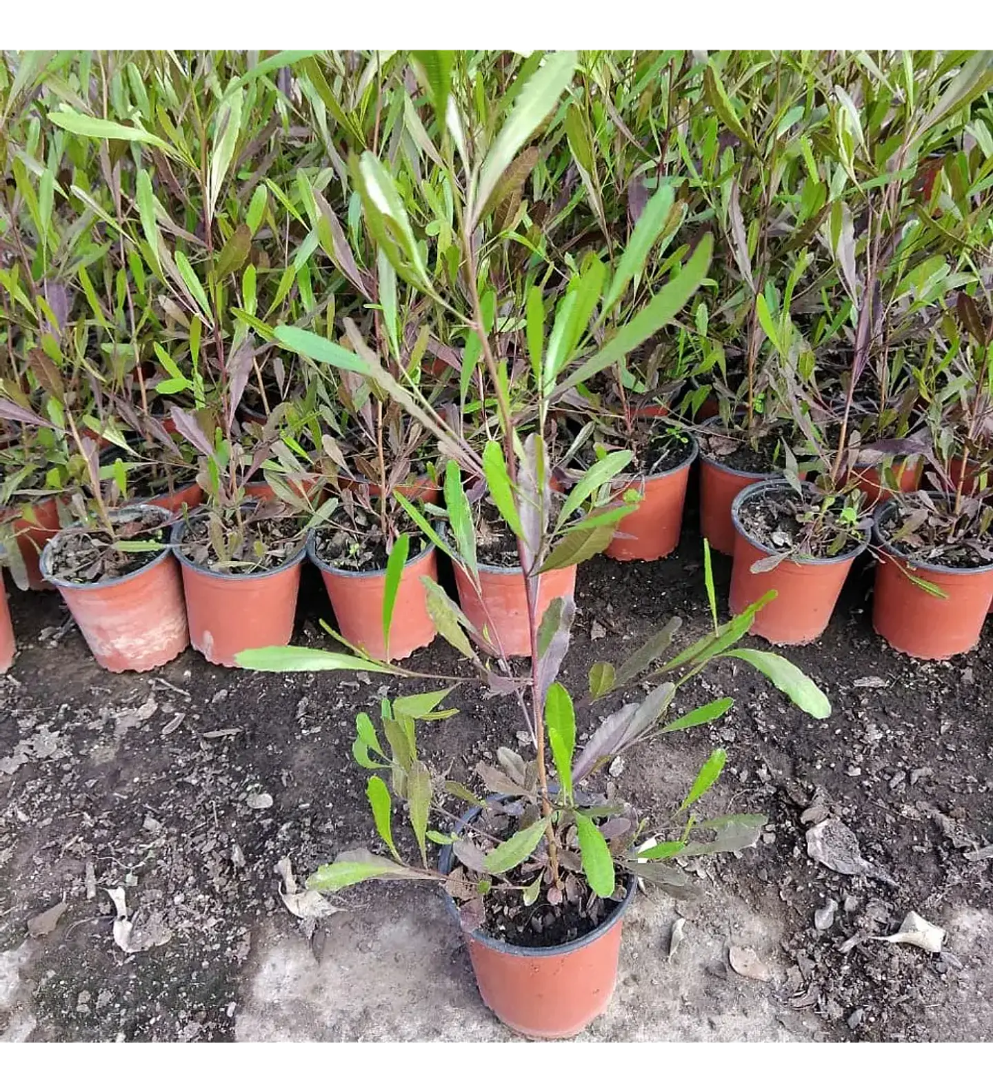 Stenocarpus por metro (2 unidades) 4