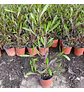 Stenocarpus por metro (2 unidades) - Miniatura 4