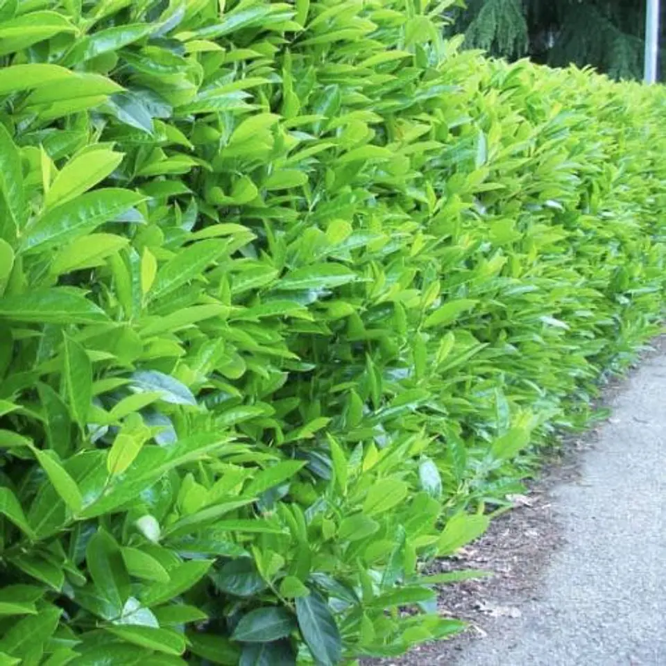Viburnum Lucidum por metro (2 unidades) 1