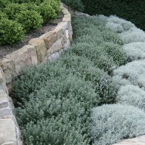 Mix verde