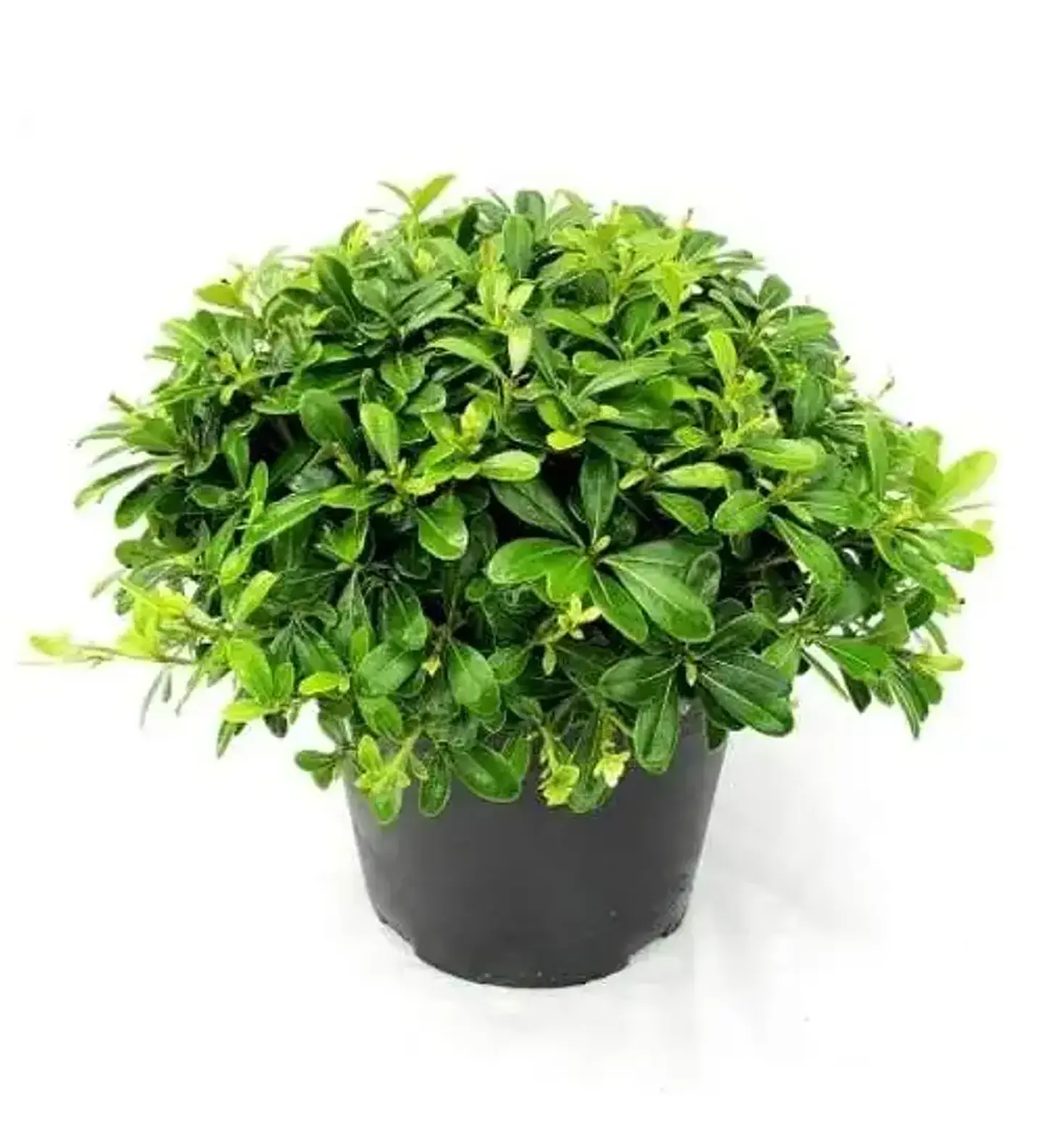Mix verde 3