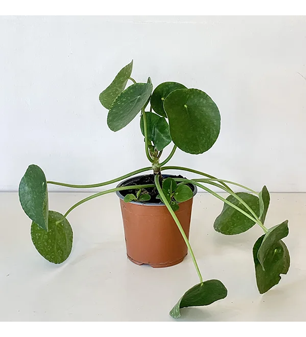 ilea peperomioides