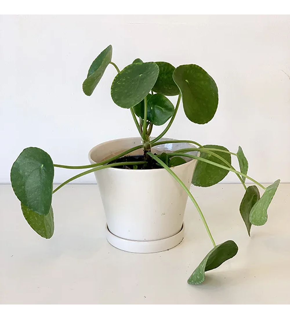 Pilea peperomioides