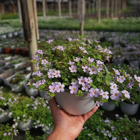 Bacopa