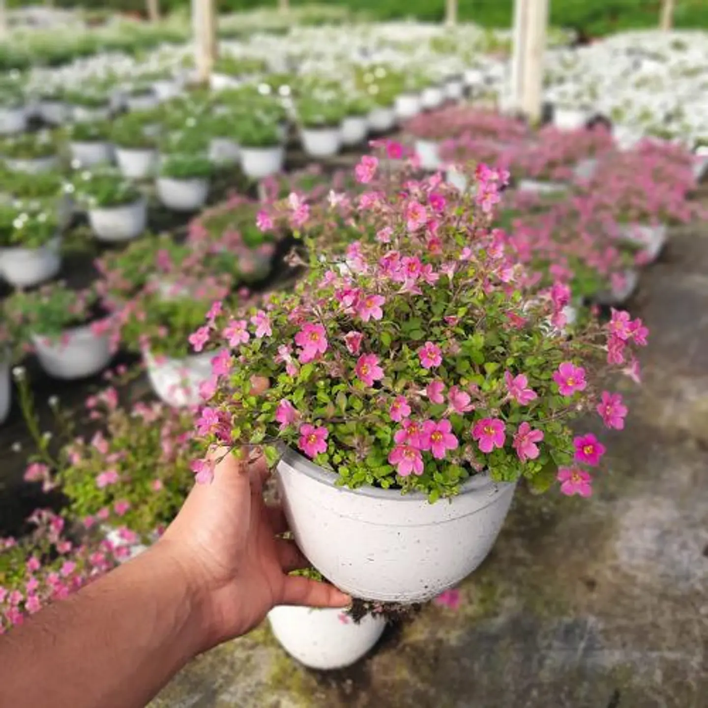 Bacopa 2