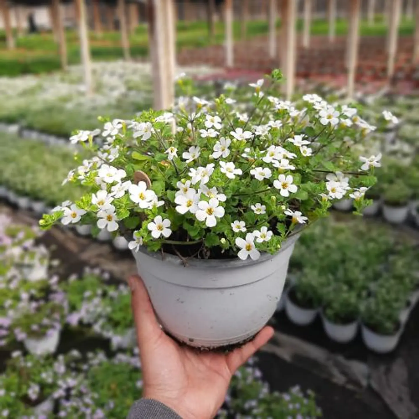 Bacopa 3