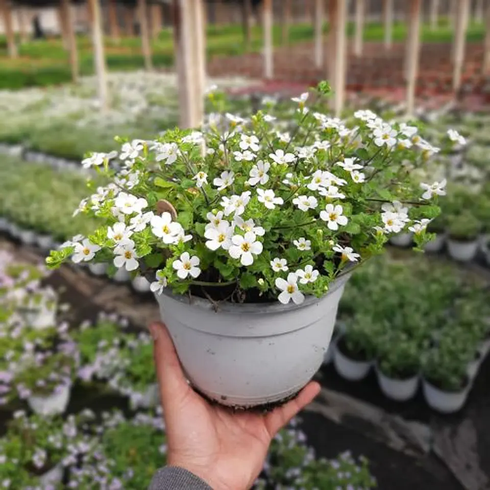 Bacopa 3
