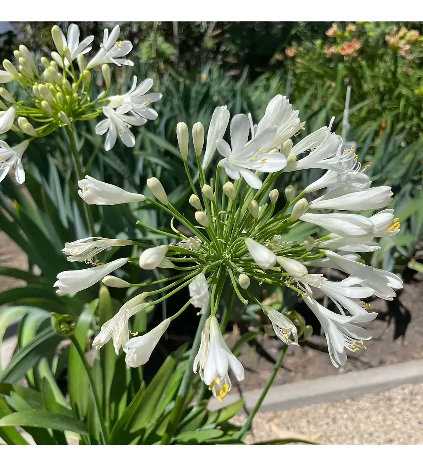 Mix White 3