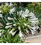 Mix White - Miniatura 3