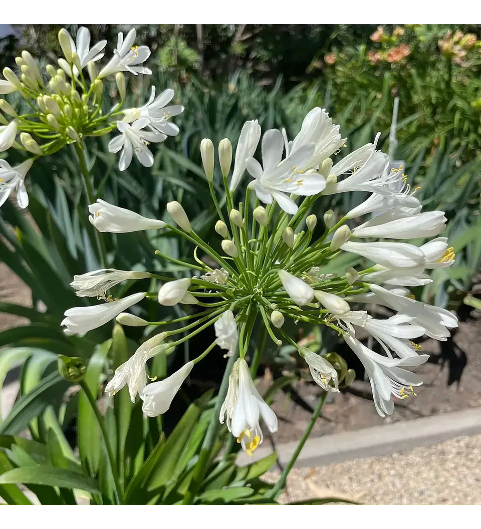 Mix White 3