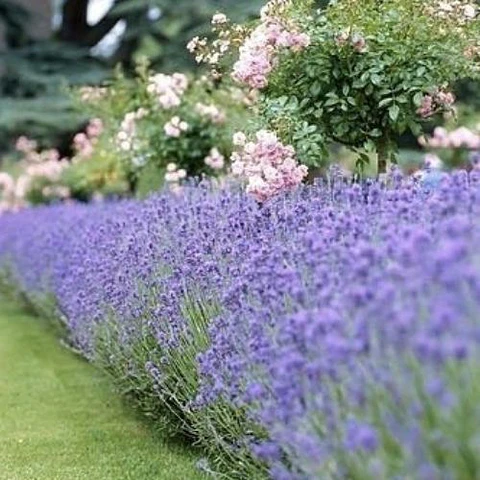 Mix Rosa y lavanda