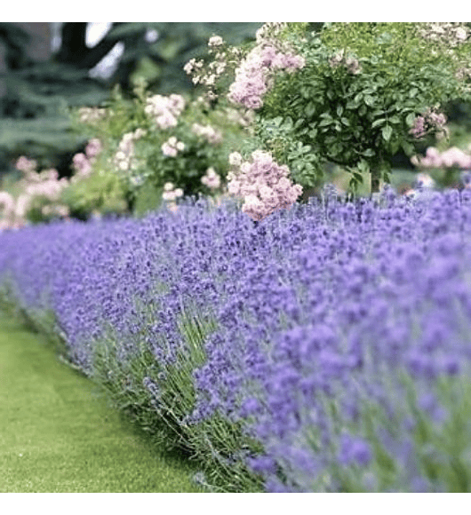 Mix Rosa y lavanda