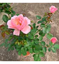Mix Rosa y lavanda - Miniatura 3