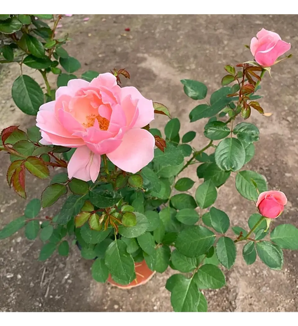 Mix Rosa y lavanda 3