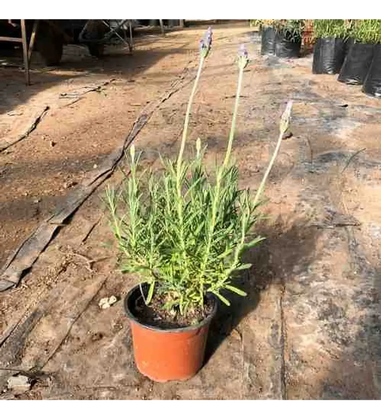 Mix lavanda francesa (3 unidades) 2