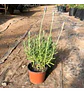 Mix lavanda francesa (3 unidades) - Miniatura 2