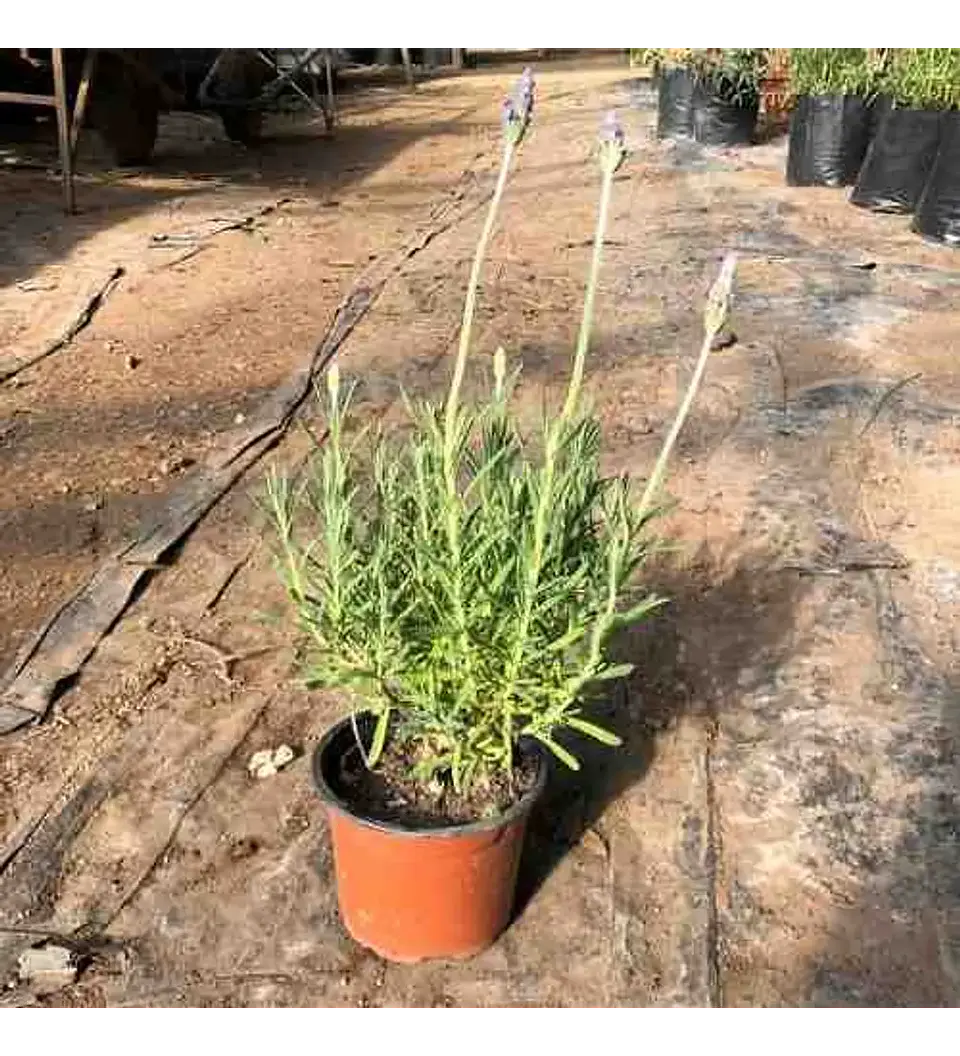 Mix lavanda francesa (3 unidades) 2