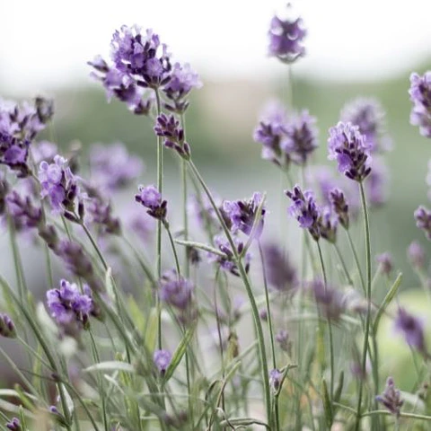 Mix lavanda francesa (3 unidades)