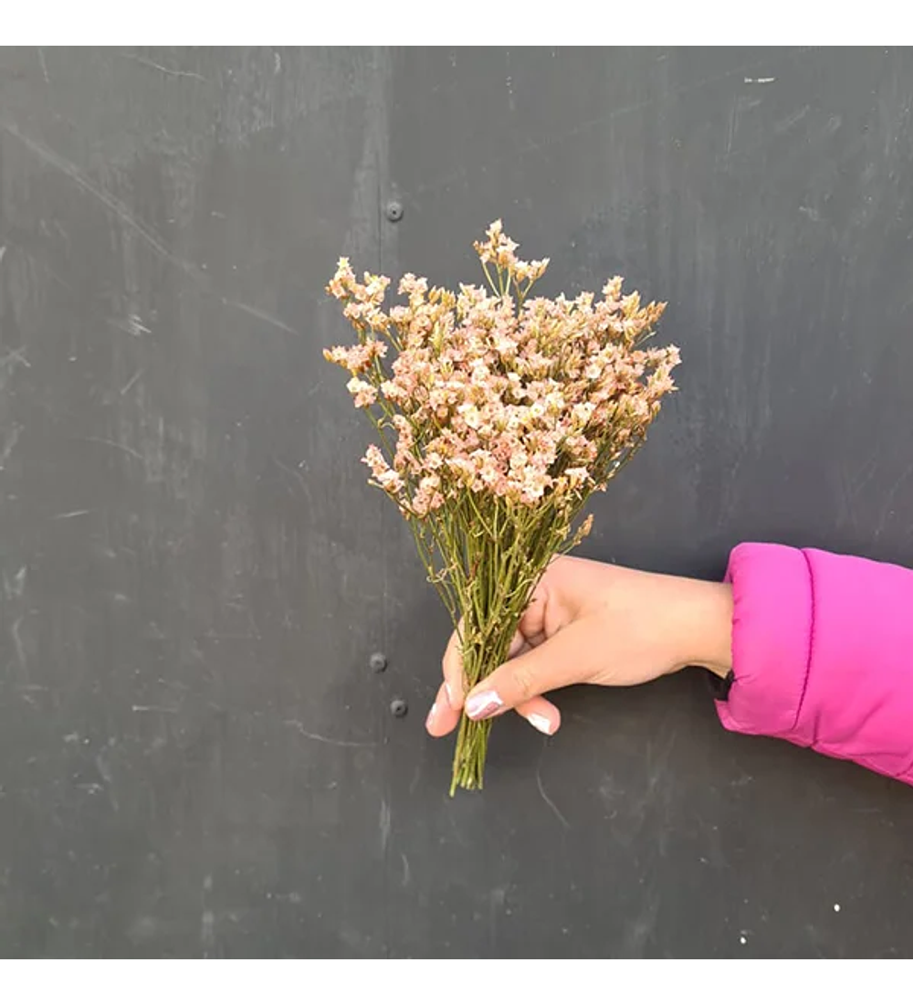 Mini Limonium Rosa