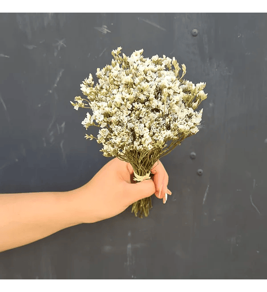 Mini Limonium blanco