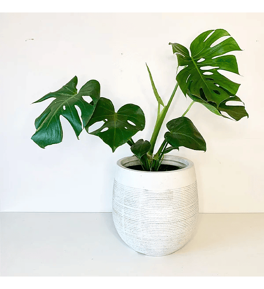 Monstera deliciosa