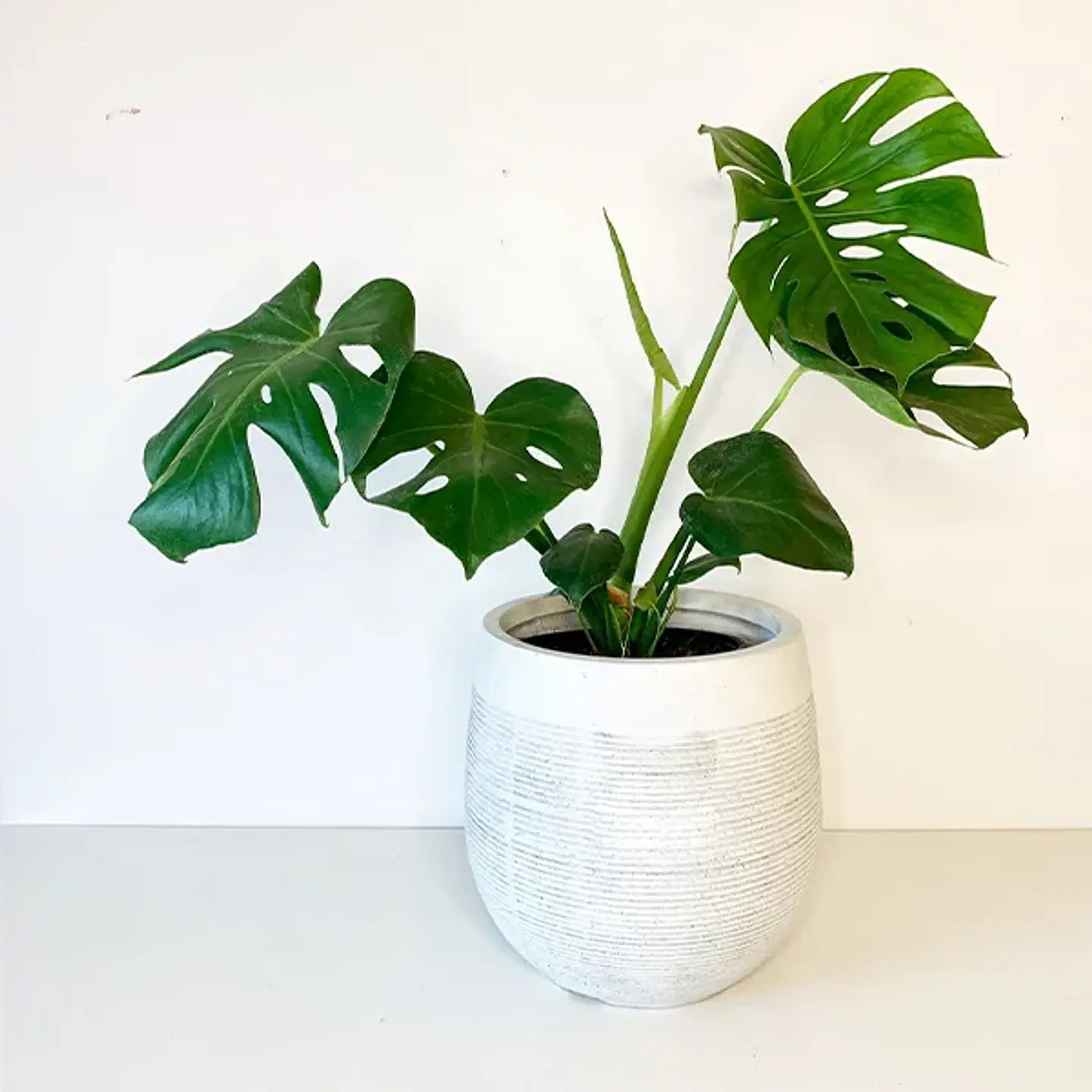 Monstera deliciosa 1