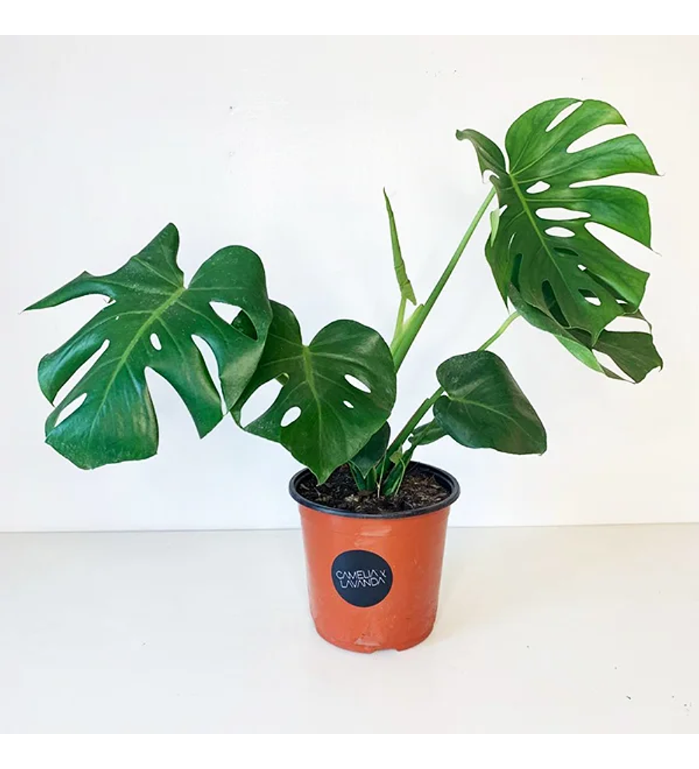 Monstera deliciosa